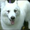 Video: Very Good Dog Travels Miles To Find Hospitalized Owner